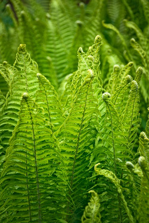 Close-up of Ferns