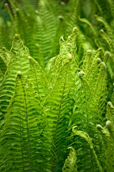 Close-up of lush green fern foliage in a verdant forest, showcasing intricate leaf patterns with a natural depth of field.