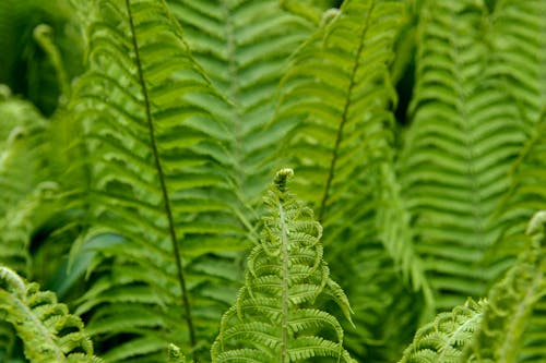 Imagine de stoc gratuită din bracken, centrale, ferigă