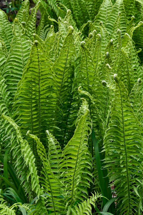 Free Photo of Green Fern Plants Stock Photo