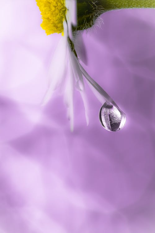 Macro Photography of a Water Droplet on a Petal