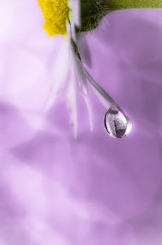 Close-up of a daisy petal with a water droplet against a blurred purple background.