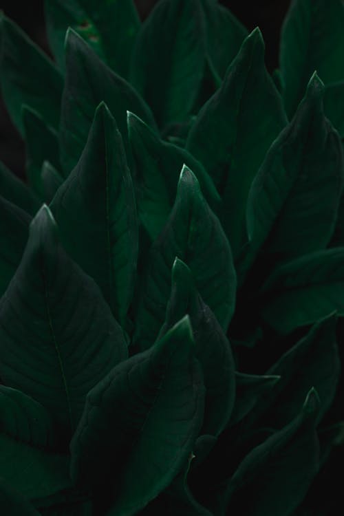 Close-Up Shot of Dark Green Leaves