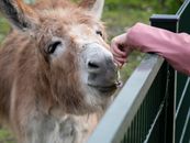 Free stock photo of animal, buttocks, cavalry