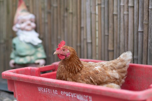Free Photo of a Brown Hen in a Red Plastic Crate Stock Photo