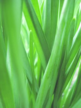 Close-up shot of lush green leaves showcasing nature's beauty and vibrant greenery.