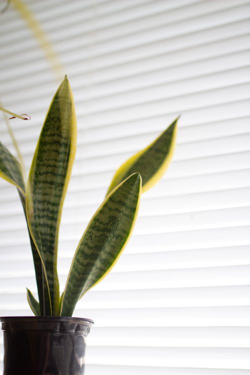 Free Vivid close-up of a potted snake plant against soft window blinds, highlighting indoor decor. Stock Photo