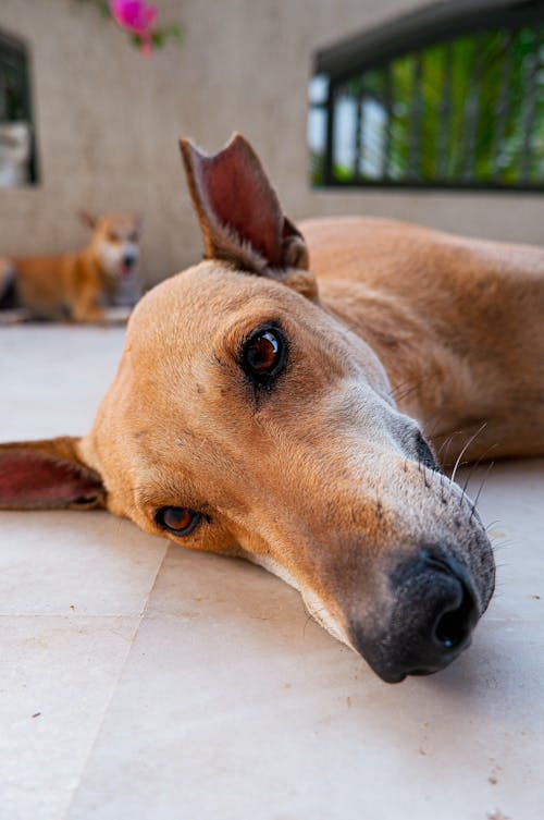 갈색 개, 개, 개 눈의 무료 스톡 사진