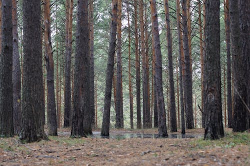 無料 屋外, 森の中, 森林の無料の写真素材 写真素材