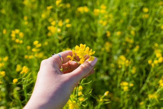 A Person Holding a Colza Flower