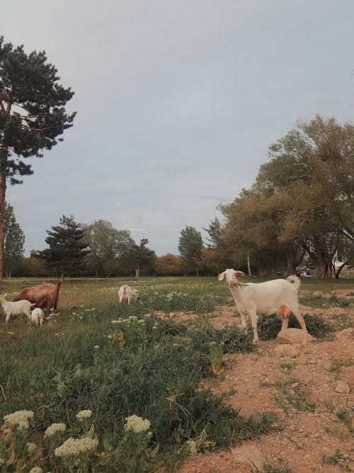 Brown and White Goats on a Field of Grass