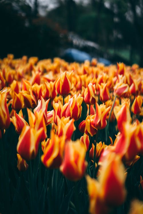 ฟรี คลังภาพถ่ายฟรี ของ ดอกทิวลิป, ดอกไม้, ทิวลิปไฟปีก คลังภาพถ่าย