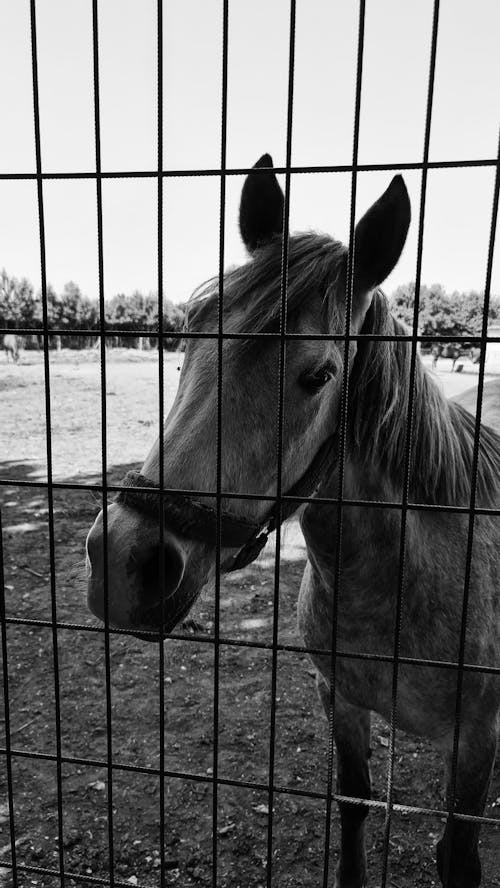 Gratis stockfoto met boerderijdier, eenkleurig, grayscale