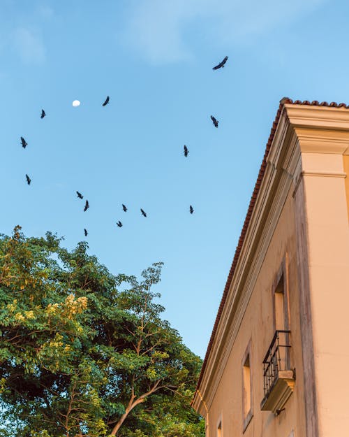 Fotobanka s bezplatnými fotkami na tému betón, birds_flying, budova