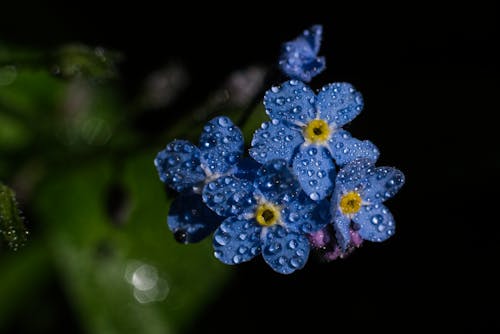 Raindrops on Blue Flower