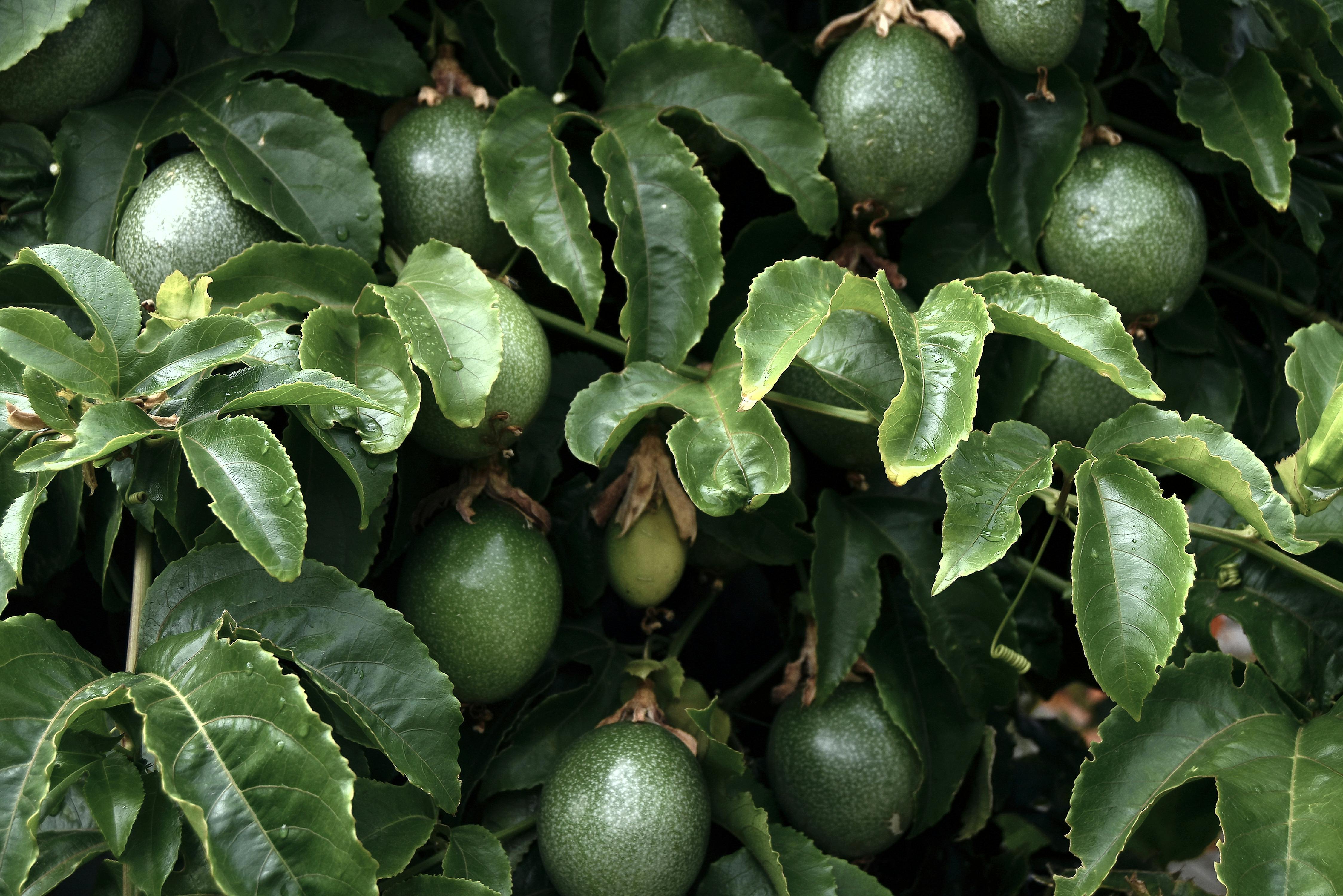 Free stock photo of creeper, fruit, granadilla
