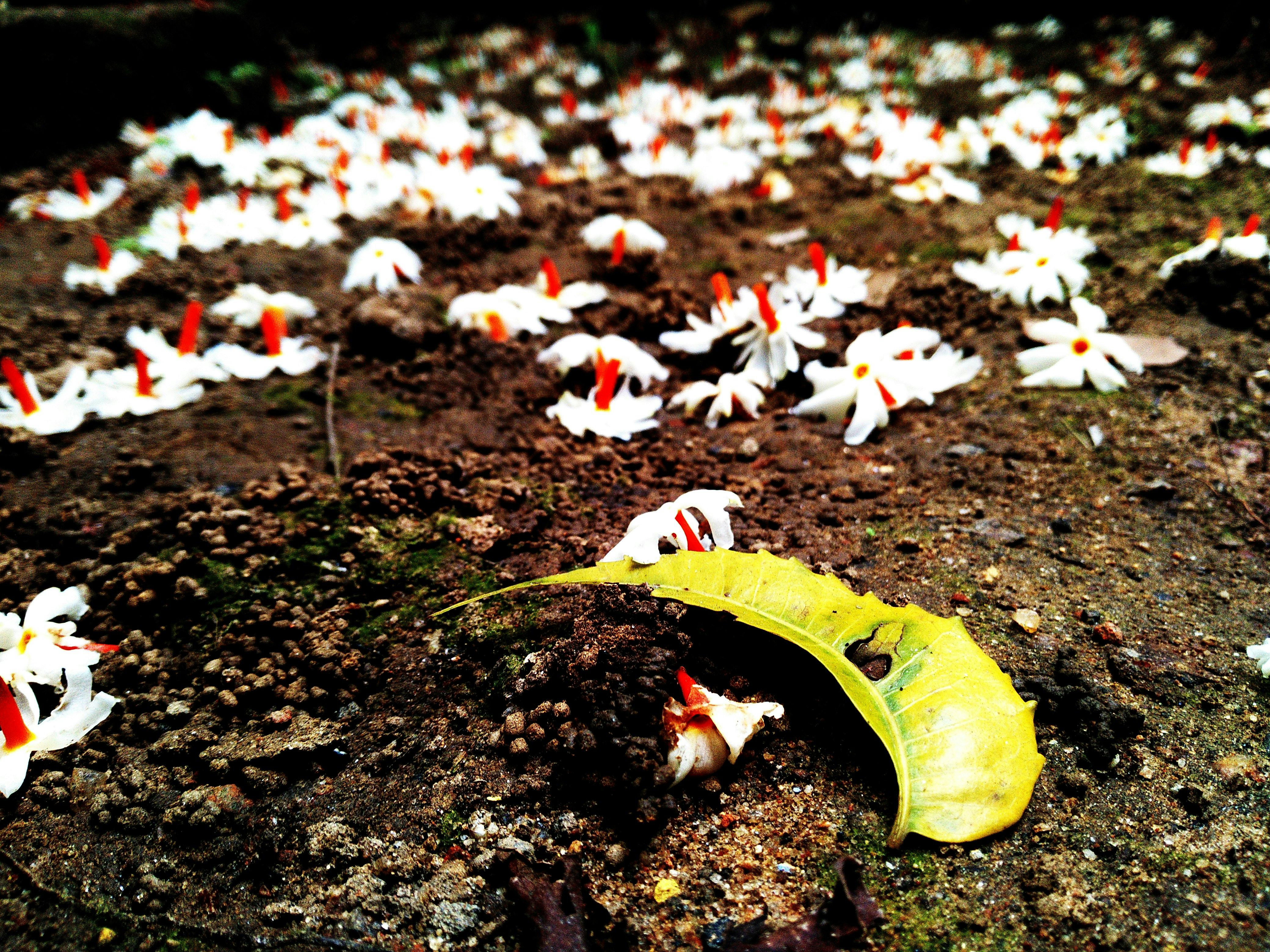 Free stock photo of fallen flowers, fallen leaves, rain