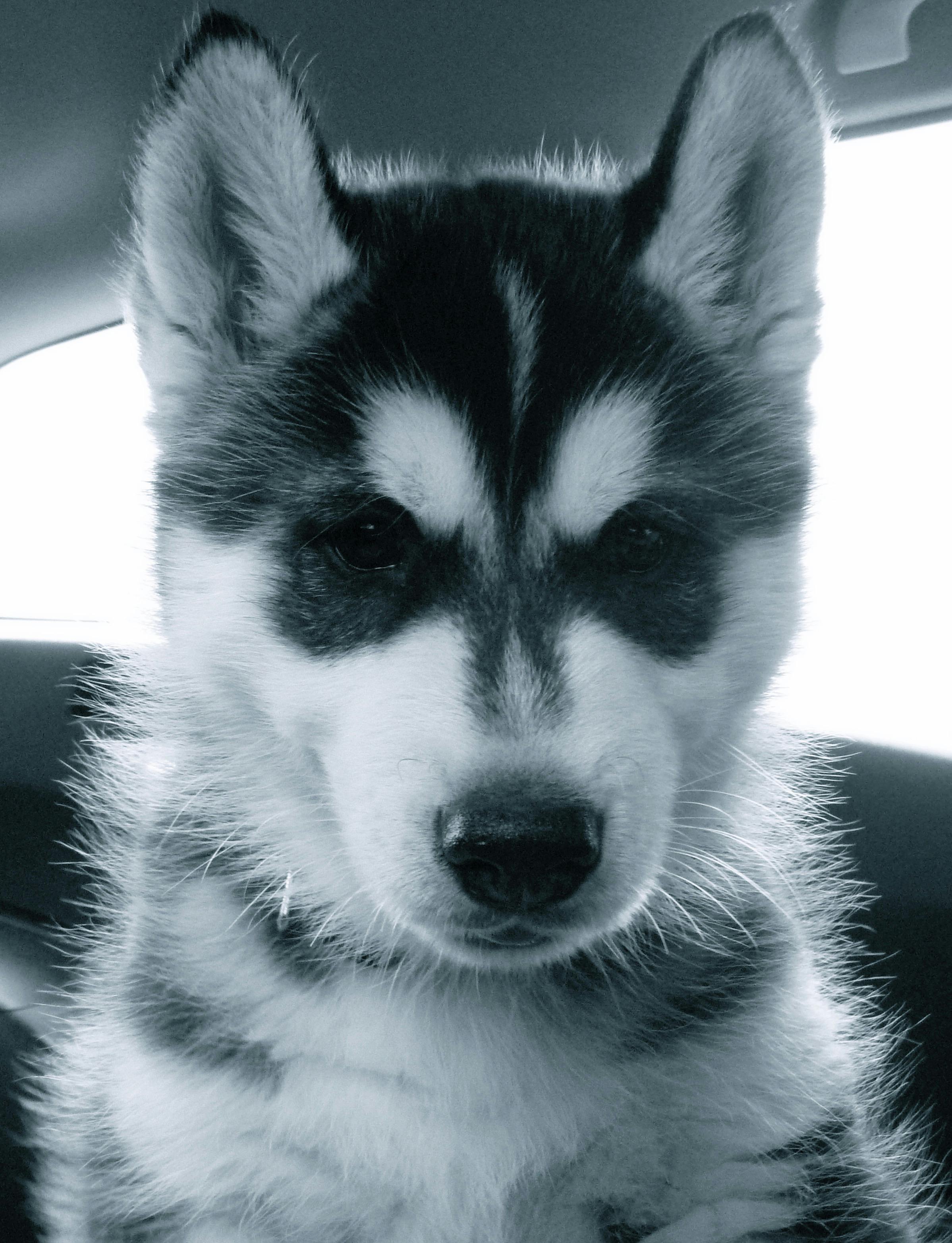 シベリアンハスキー 子犬 犬の無料の写真素材