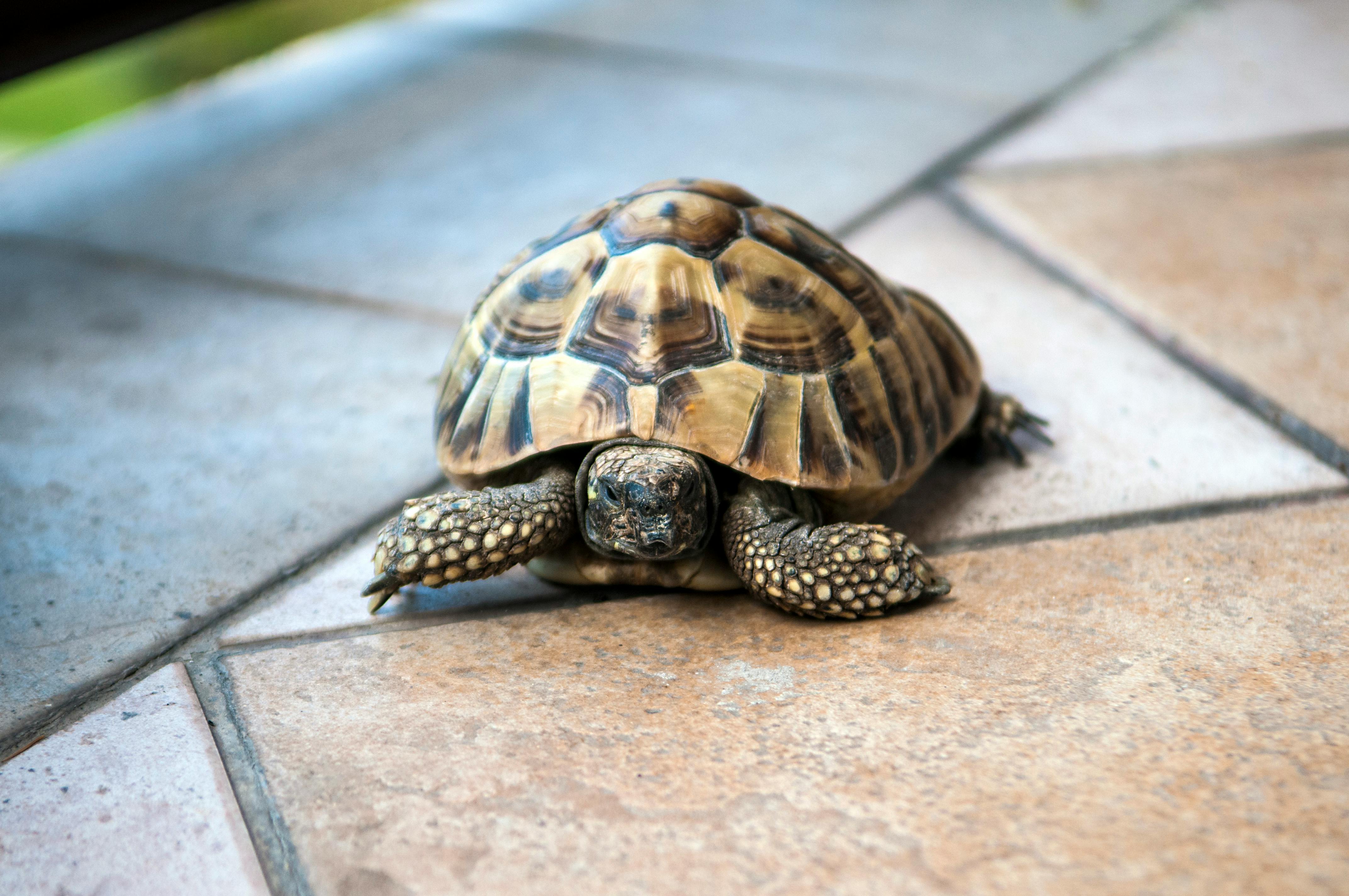 free-stock-photo-of-ninja-pet-turtle