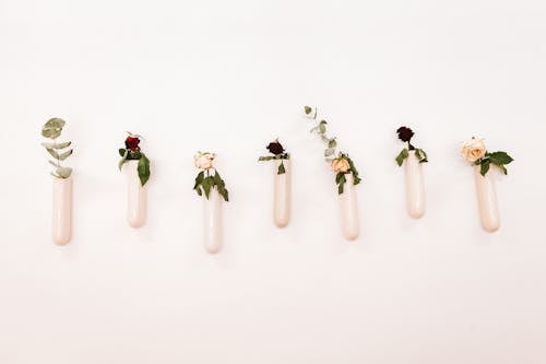 Beyaz arka plan, Çiçekler, dekorasyon içeren Ücretsiz stok fotoğraf