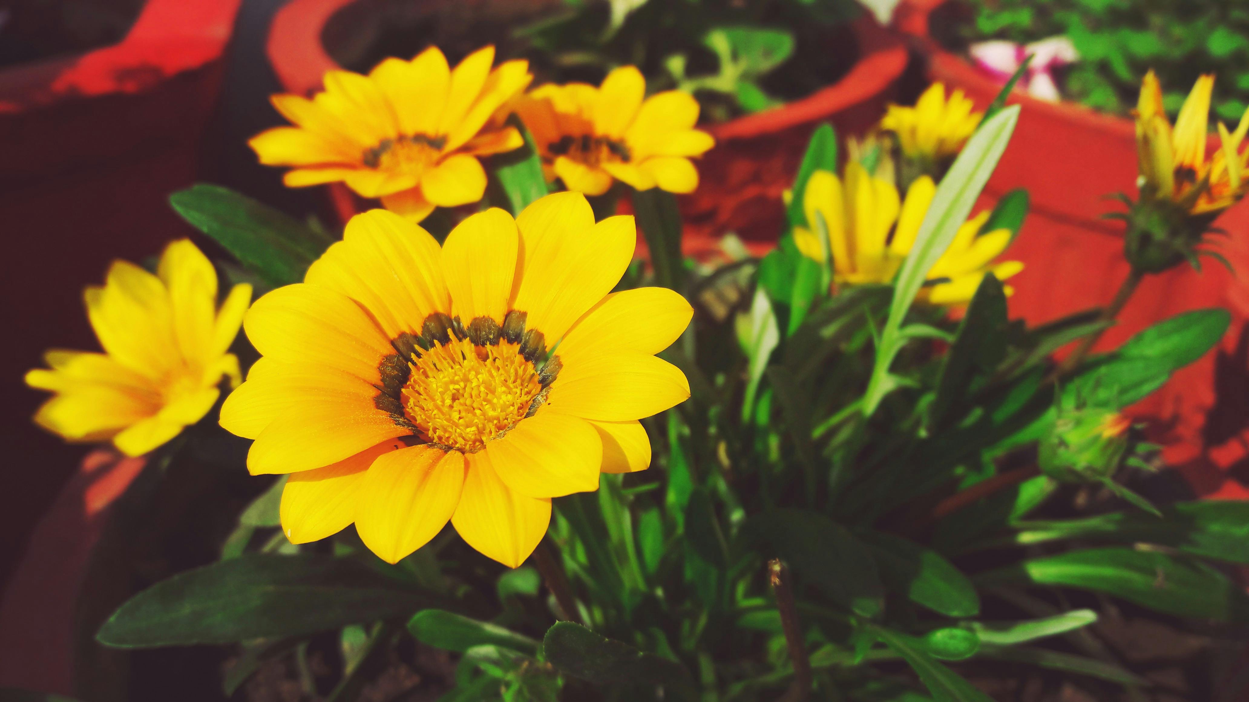 Free stock photo of green, yellow flower
