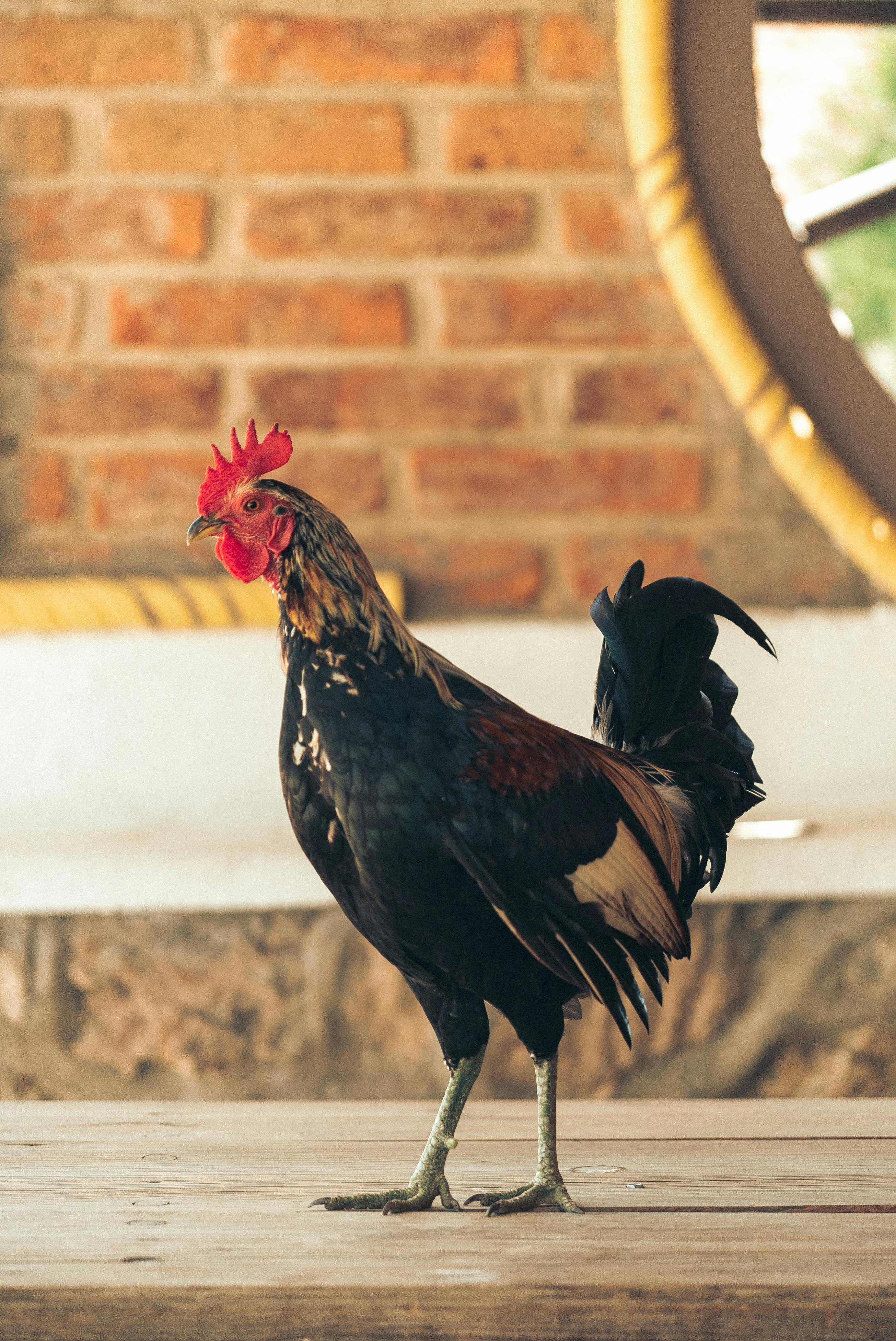 A sharp close-up of a rooster standing on a wooden surface with a brick wall background.