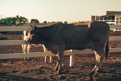 公牛, 围栏, 夏天 的 免费素材图片