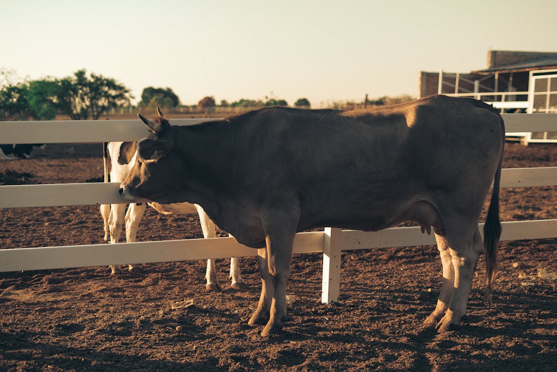 公牛, 夏天, 家畜 的 免費圖庫相片