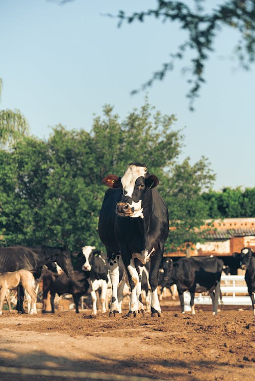 Black and White Cow on Brown Sand