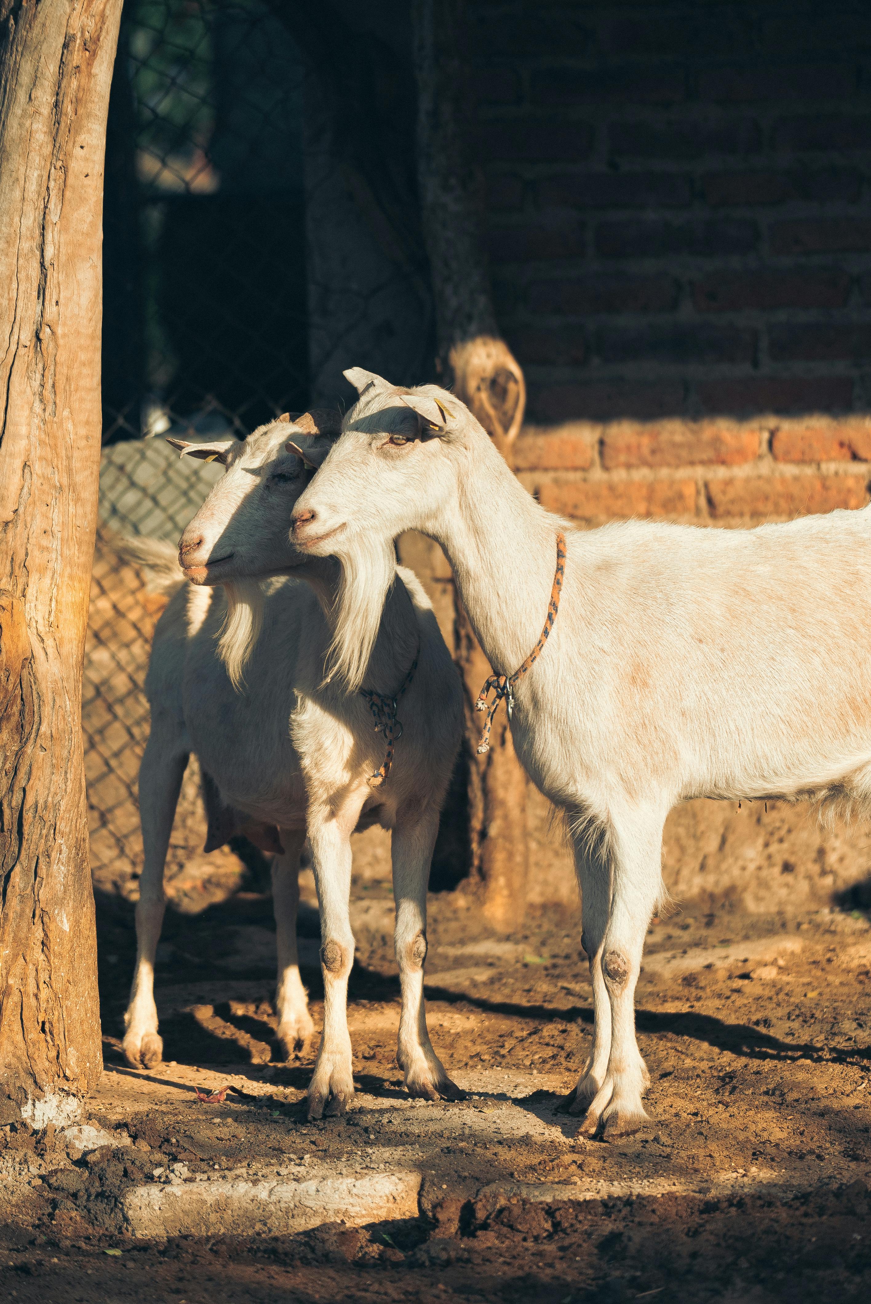 Two white goats standing by a tree and brick wall in a sunny rural farm environment.