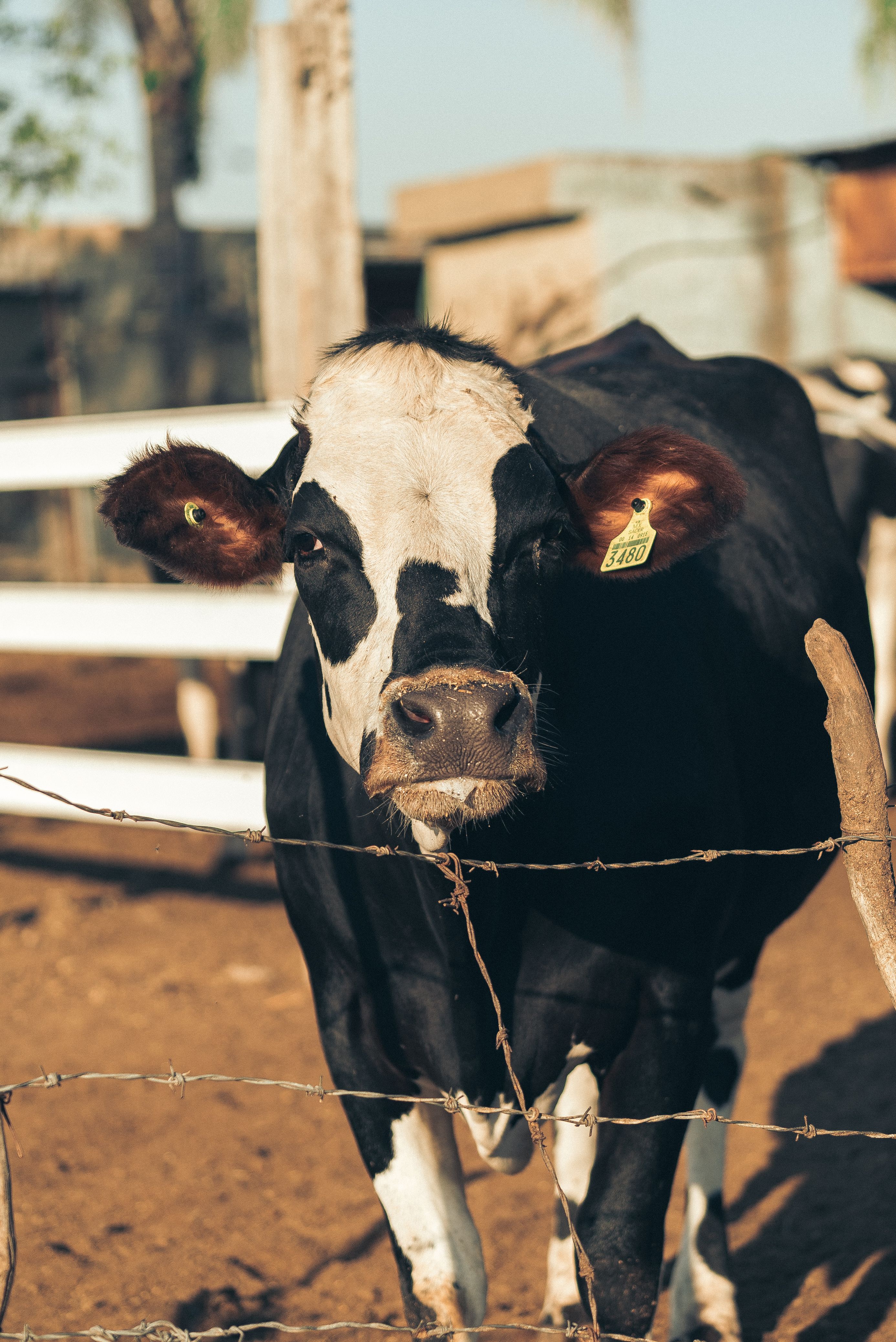 A Holstein cow stands behind barbed wire on a sunlit farm, showcasing its ear tag.