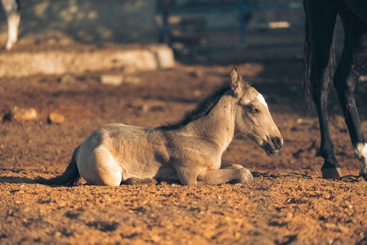 A Foal On The Ground