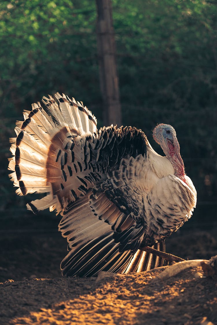 A Royal Palm Turkey