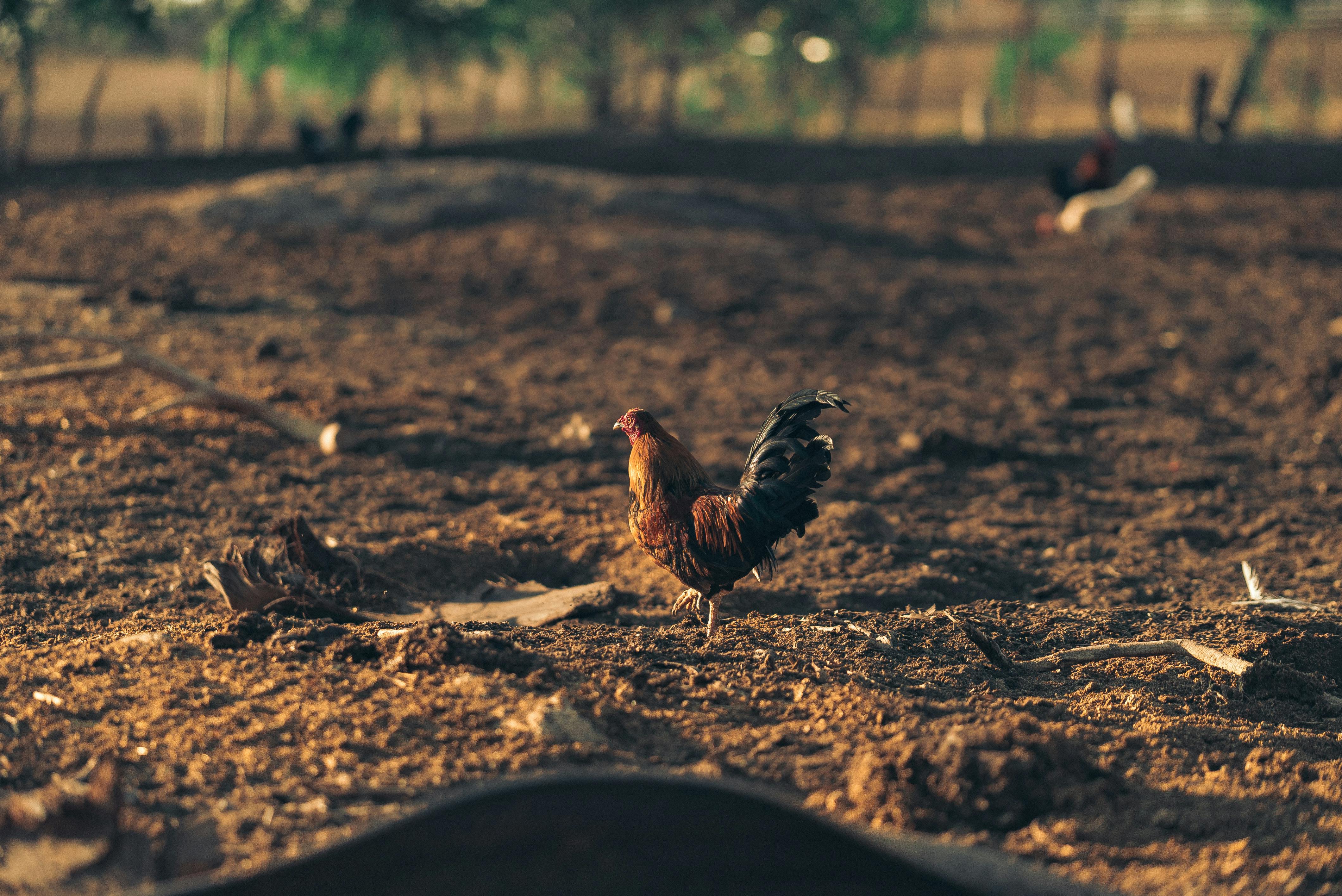 A rooster stands confidently on a sunlit farm field, embodying rural life.