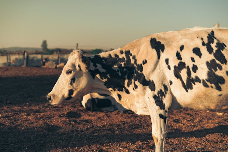 White Cow With Black Spots 