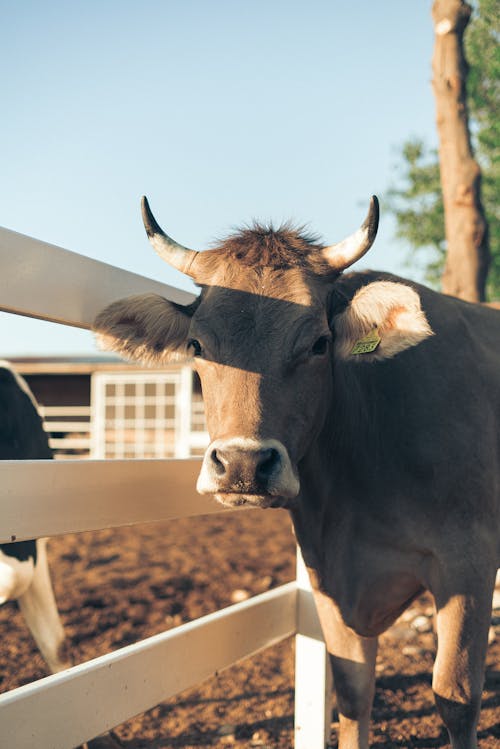 Gratis stockfoto met boerderijdier, houten hek, koe Stockfoto