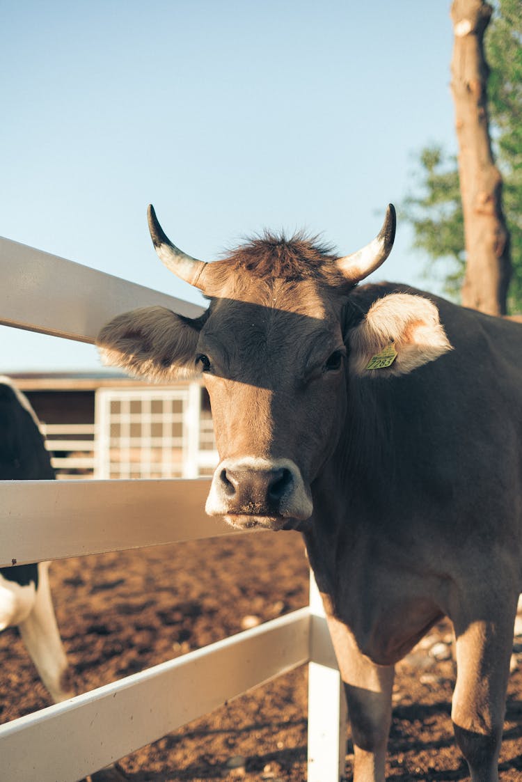 Cow Next To A Wooden Fence