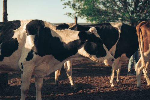 Free Group of Holstein cows grazing outdoors on a sunny day in a rural field. Stock Photo