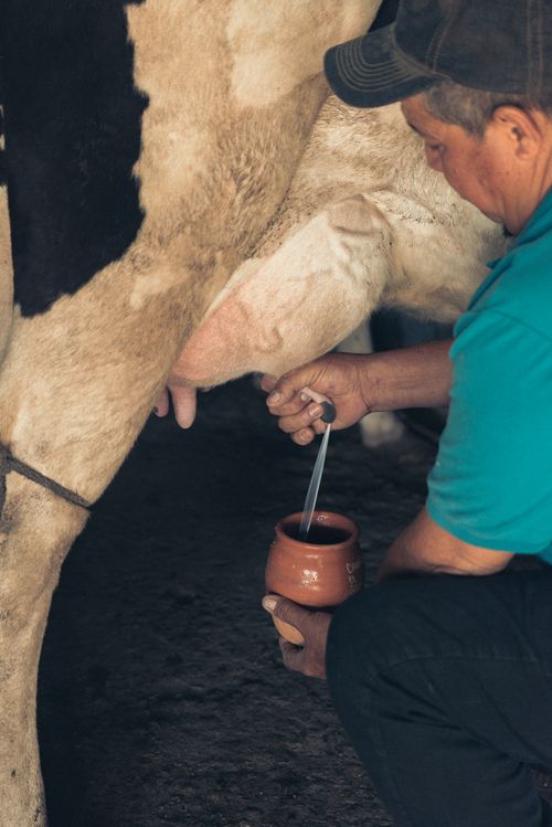 Free A farmer manually milking a cow inside a barn, capturing traditional dairy farming methods. Stock Photo