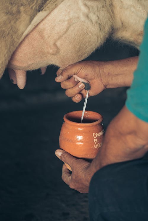 A Person's Hands Milking a Cow