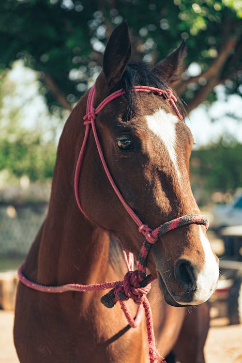 Free Brown Horse With Red Rope Halter  Stock Photo