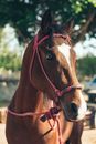 Brown Horse With Red Rope Halter