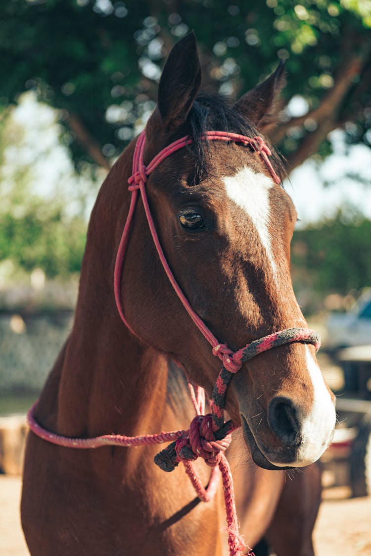 Brown Horse With Red Rope Halter 