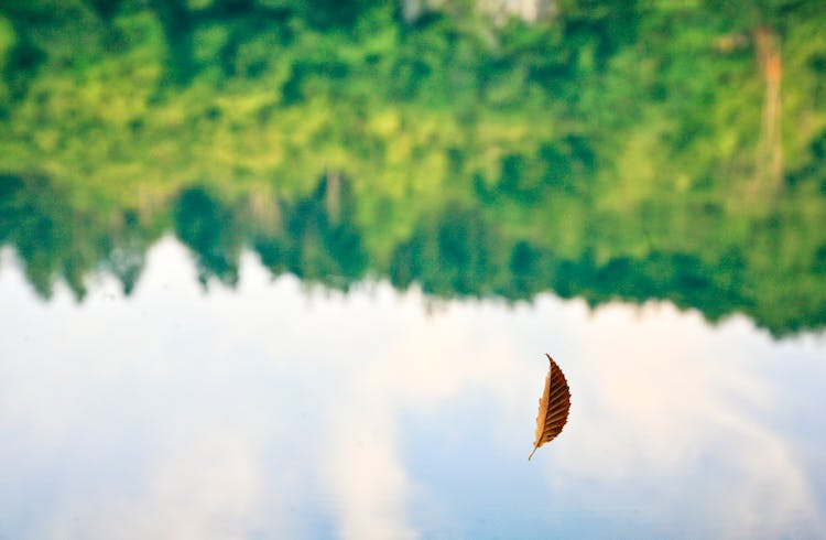 Photo Of A Falling Brown Leaf 