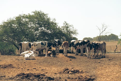 Herd of Cow on Brown Soil