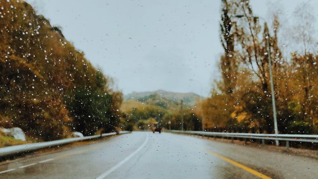Wet Road Between Brown Trees