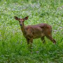 Free stock photo of alert, animal, antler