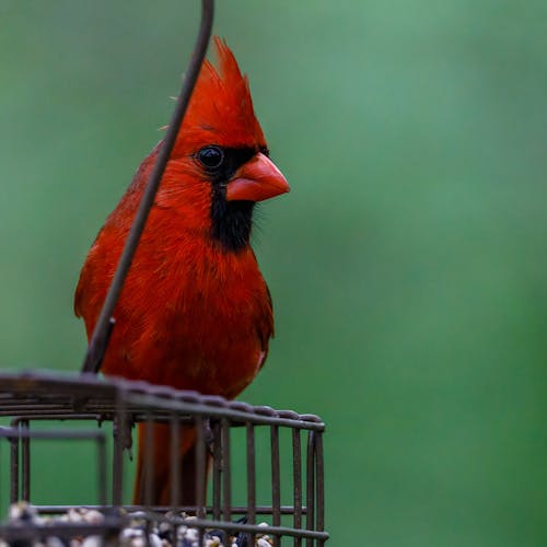 Selective Focus Photo of a Northern Cardinal Bird Perched on a Feeder