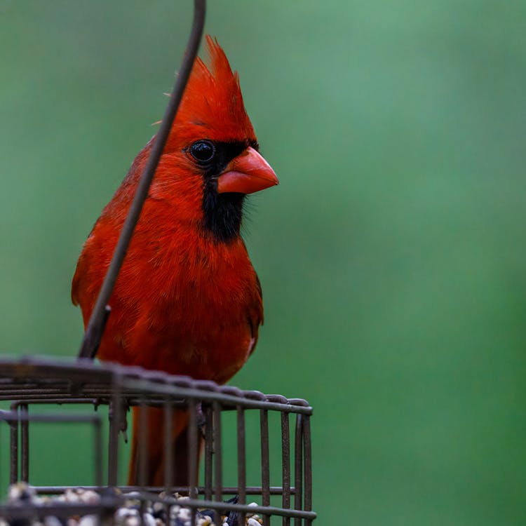 Free Selective Focus Photo of a Northern Cardinal Bird Perched on a Feeder Stock Photo