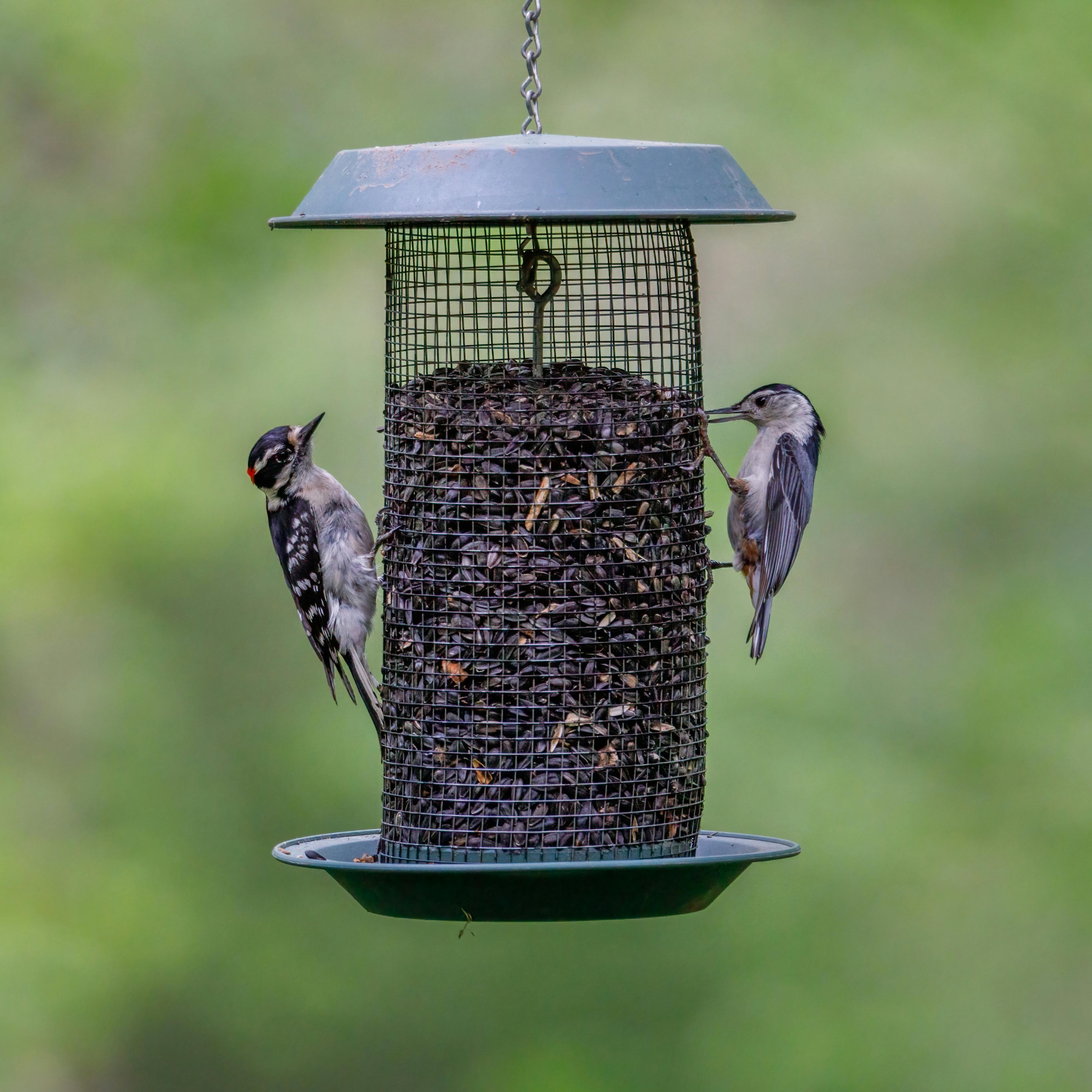 Close-up of downy woodpecker and white-breasted nuthatch at a bird feeder in a natural setting.
